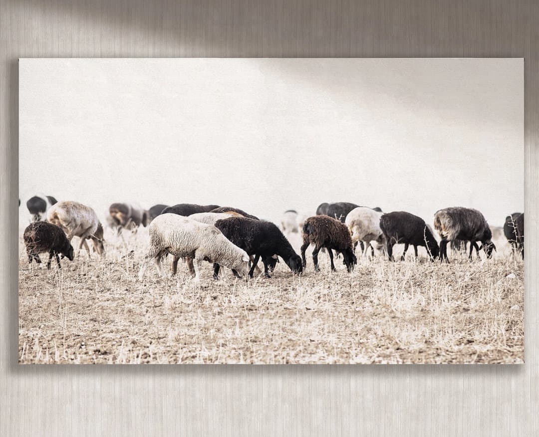 Cuadro Ovejas horizontal - 140x90 cm / Lona tensada con bastidor