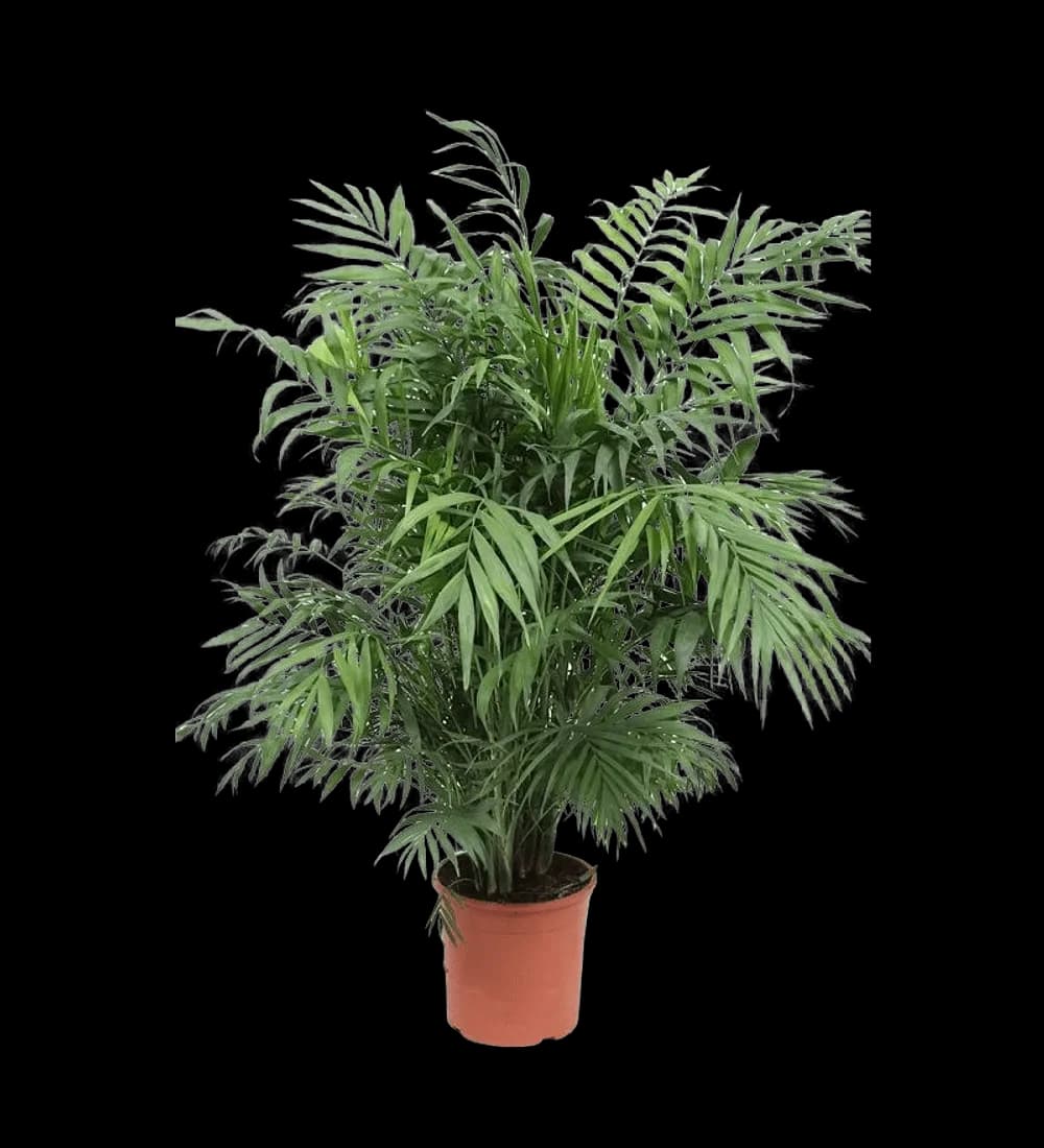 Chamaedorea Elegans