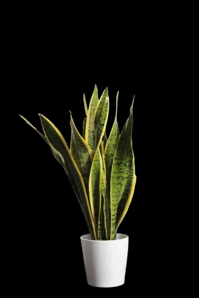 Sansevieria